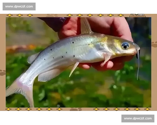 剑鱼的生物学特征与生态习性解析:海洋中的极速猎手